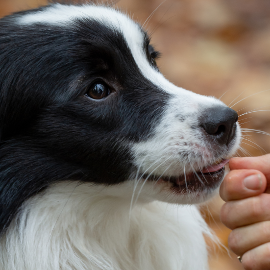 Hund